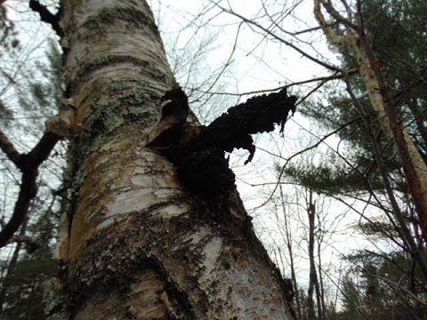 Quick & Easy Way to Grind Chaga Quick & Easy Way to Grind Chaga