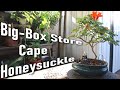 New Cape Honeysuckle - Affordable Home Depot Plant! | Poor Man's Bonsai