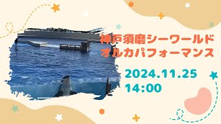 神戸須磨シーワールド　オルカパフォーマンス　2024.11.25 14:00