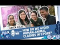 How do we avoid human-animal clashes in S’pore? | Green Pulse Podcast