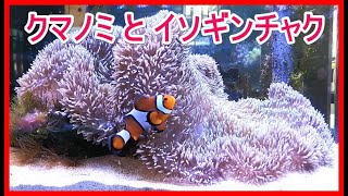 【水族館シリーズ 01】★クマノミとイソギンチャク★ Anemonefish and anemones / Aquarium