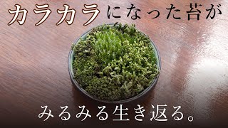 【苔リウム】カラカラの苔に水やり/Give water to moss【moss】