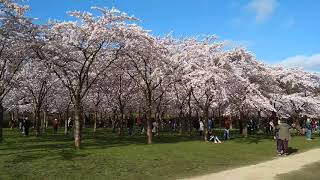 Bloesempark Amsterdamse Bos