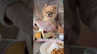 강아지를 안고 디저트를 먹으면..?! #호두사랑 #funny #pomeranian #pets #유머 #웃긴영상 #포메 #반려견 #cutedog