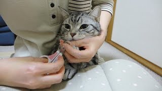 爪切りのときはお利口さんな猫