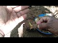 පුවක් පැළකිරිම betel nut planting puwak pelakirima