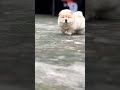 puppy available  #dog #shortvideo #viral #viralvideo #chowchow