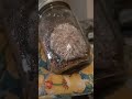 Grain Spawn Jars Shake WBS | Easy Home Mycology How to Grow Mushrooms #mycology #shorts #foryou