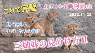 これで完璧！ライオン赤ちゃん「三姉妹の見分け方Ⅱ」わちゃわちゃライオン家族物語（2022.11.25）あさひやま動物園チャンネル《非公式》Now that's perfect! Baby Lion.