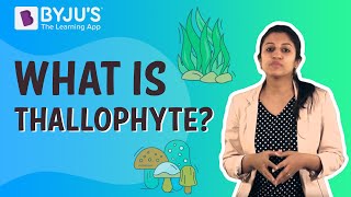 What is Thallophyte?