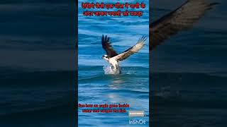 how eagle caught fish inside sea|amazing video|subscribe please🙏🙏🙏🙏🙏🙏