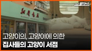 [30초 월드] 고양이의, 고양이에 의한, 고양이를 위한 집사들을 위한 고양이 서점 / OBS 오늘의 월드뉴스