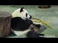 2015 09 24 圓仔靠著木樁吃竹桿 giant panda yuan zai leans on the timber pile and eats bamboo sticks