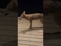 kitten throws a party weavethecoyote duckholliday johnnyringtail howiedewitt pitbull coyote