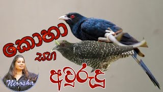 කොවුලා සහ අවුරුදු