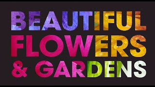 Calming Gardens with Beautiful Vibrant Summer Flowers!