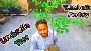 Terminalia Mantaly in a Pot | Growing Umbrella Tree in Pot