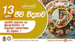 සත්ත්ව ආකාරය හා ක්‍රියාකාරීත්වය 16 - සතුන්ගේ සන්ධාරණය හා චලනය 1-13 ශ්‍රේණිය (ජීව විද්‍යාව)