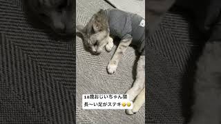 18歳おじいちゃん猫                              #cat#猫#猫のいる暮らし#老猫#ねこ動画#高齢猫#猫動画#ねこ#ねこのいる生活