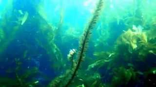 Swimming Through Kelp and Seaweed 2