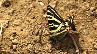 ムビる00823 今年初めてのギフチョウ gifuchou