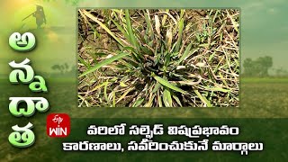 Sulphide injury in rabi paddy | ETV