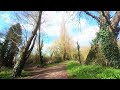 Tree Felling, Duckes Meadow, Exeter