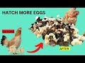 EXPERT EGG HATCHING TRICKS; How to Make All Your Eggs Hatch to Healthy Chicks for Faster Growth