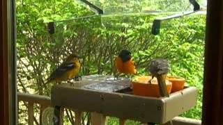 Orioles at window feeder from Palos Park WBU  .mp4