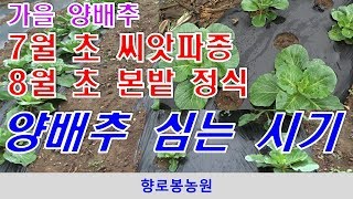 가을 양배추 심는 방법, 심는시기 및 수확시기