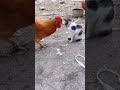 Dont Do That | Cat vs Chicken 🐱🐔#shorts