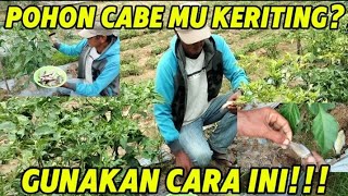 cara mengatasi tanaman cabe yang keriting dan daun kuning Yono Lam Tim, YLT