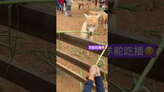 羊駝吃播｜#桃園#埔心牧場#親子旅遊#動物#草泥馬 #animals#羊駝#cute#familytrip #funny