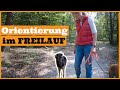 Hund ignoriert mich beim Spaziergang I Tipps für eine bessere Orientierung des Hundes im Freilauf