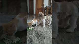 ഇവൻ ഏതാ😅🤭Benji♥️#shorts #shortsfeed #shortsyoutube #pet #dog #shihtzu #cat #comedy