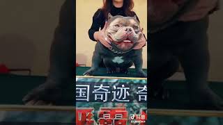 红魔儿子奇迹 非常棒的一只恶霸犬