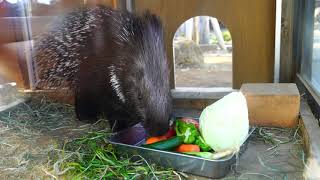 美味しいものは奥で。　アフリカタテガミヤマアラシ・アンニンさん　上野動物園　2020.2.22