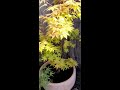 japanese maple summer gold