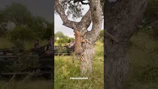 Short on leapord after hunting 😳🐯|shortvideo|#viral#shorts #naturephotography#wildlife #hunting ❤️❤️