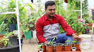 Seeds update, గజపతి టమాటో బిస్కెట్ అయ్యింది 😁, మిగతావి పర్లేదు, new hanging plant