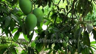 Mango heartland Malihabad prepares for bumper harvest of multiple varieties