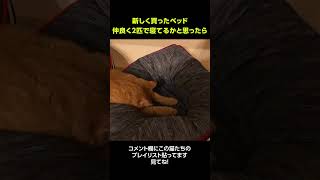 2匹で仲良く隣同士で寝てるかと思ったら #猫動画 #cat #shorts