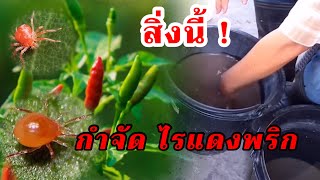 กำจัดไรแดงพริก แบบยกสวน ด้วยสิ่งนี้! | เกษตรกรชาวบ้าน