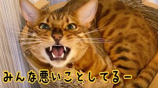 ニャイコパス猫が仲間の悪事をチクっております