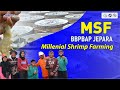 Ulasan Milenial Shrimp Farming (MSF) | Harapan Kaum Milenial