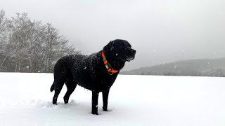 【田舎暮らし犬冬ver.】雪が積もると3歳若返るラブラドール