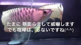 アロワナ 混泳たまに威嚇します‼︎  intimidate Arowana