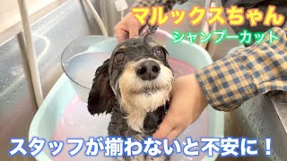 【トリミング】スタッフが揃わないと不安になってしまうマルックスちゃん！【あずきくん】2022年2月4日(金)