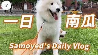 【南瓜PUMPKIN】一日狗狗Vlog～南瓜的日常！(薩摩耶Samoyed)