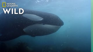Orca Pod Hunts King Penguins | World's Deadliest Whale